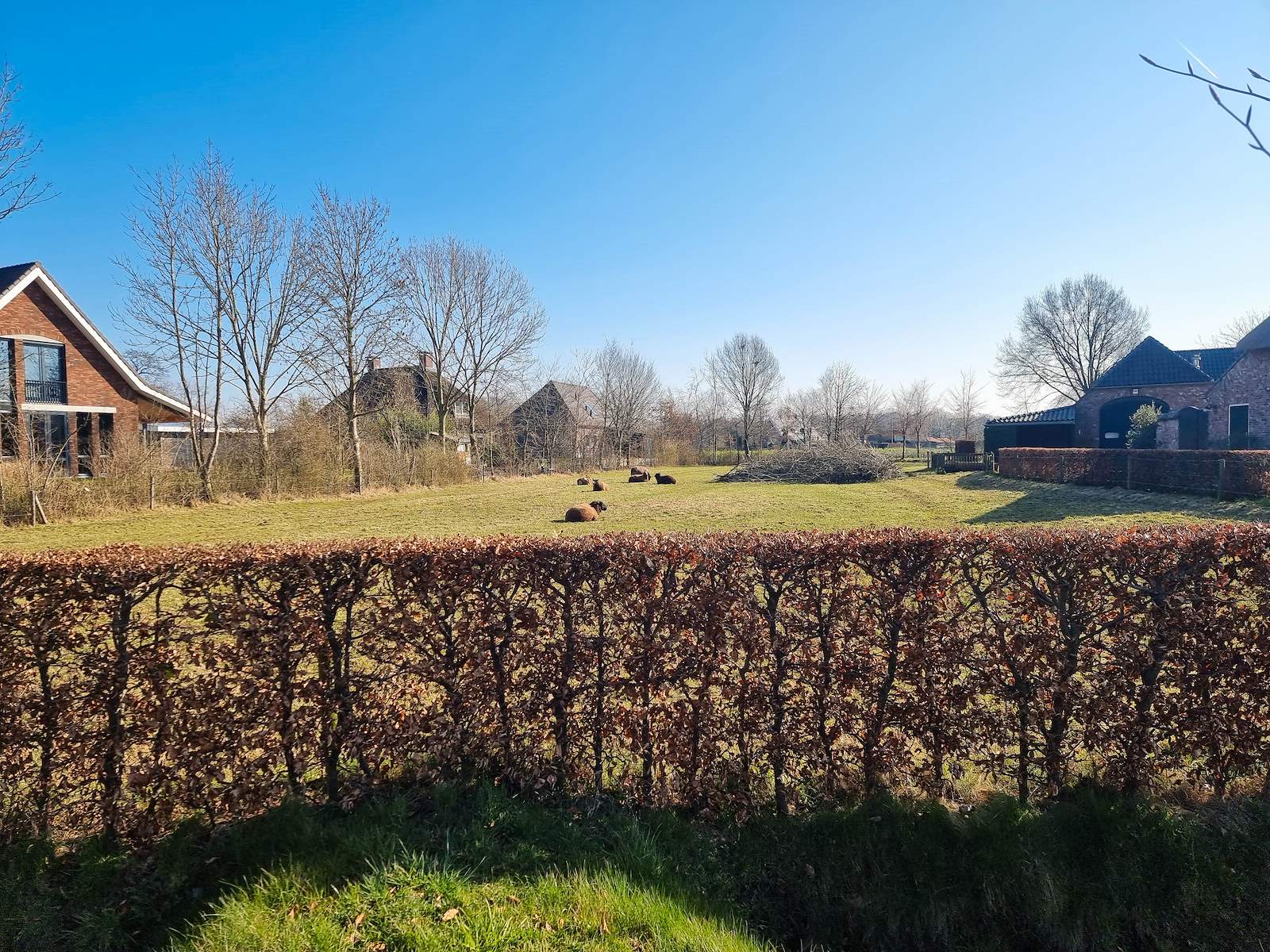 Foto van het buitengebied rondom Ollandseweg, met daarop een grasveld, een heg en een paar koeien.